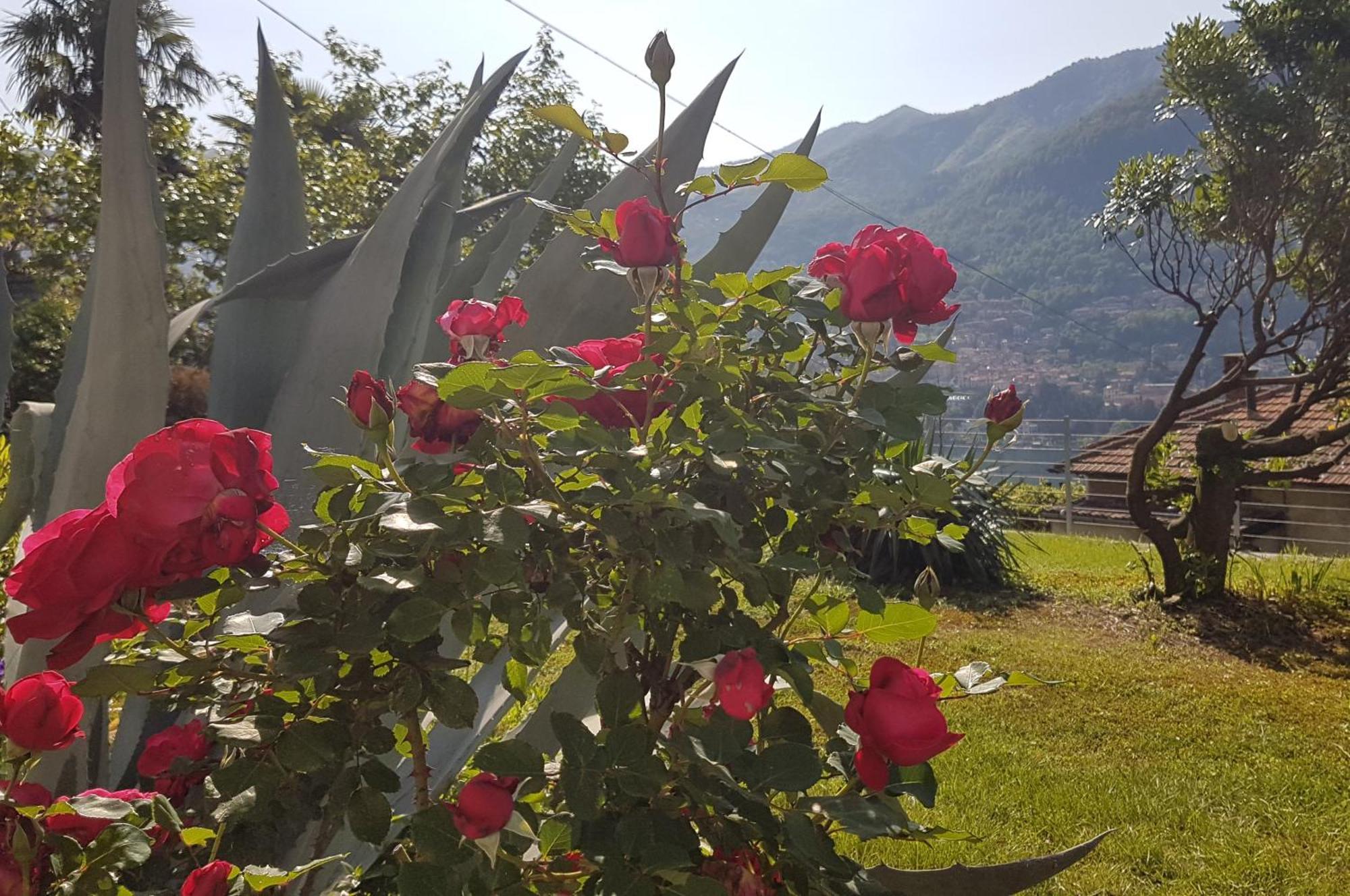 Appartamento Flora Moltrasio Esterno foto